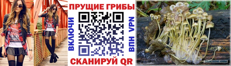 наркота  Евпатория  Псилоцибиновые грибы Cubensis 